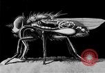 Standbild fly-Krankheit Träger United States USA, 1924, aus Sekunde 58 historischem Filmmaterial Videoclip 65675070773