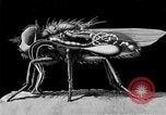 Standbild fly-Krankheit Träger United States USA, 1924, aus Sekunde 60 historischem Filmmaterial Videoclip 65675070773