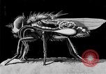 Standbild fly-Krankheit Träger United States USA, 1924, aus Sekunde 61 historischem Filmmaterial Videoclip 65675070773