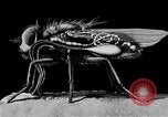 Standbild fly-Krankheit Träger United States USA, 1924, aus Sekunde 62 historischem Filmmaterial Videoclip 65675070773