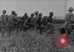 Immagine di Lavoro della polizia militare dell'esercito degli Stati Uniti Corea, 1952, secondo 21 filmato di repertorio 65675070821