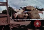 Image of Cambodian refugees Vietnam, 1970, second 41 stock footage video 65675070848