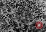 Image of Axis nations territorial ambitions European Theater, 1942, second 50 stock footage video 65675070860