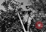 Immagine di Congelati succhi di arancia Tampa Florida USA, 1931, secondo 17 filmato di repertorio 65675070929
