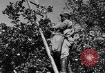 Immagine di Congelati succhi di arancia Tampa Florida USA, 1931, secondo 18 filmato di repertorio 65675070929