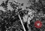 Immagine di Congelati succhi di arancia Tampa Florida USA, 1931, secondo 20 filmato di repertorio 65675070929