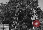 Immagine di Congelati succhi di arancia Tampa Florida USA, 1931, secondo 21 filmato di repertorio 65675070929