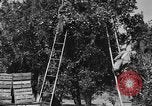 Immagine di Congelati succhi di arancia Tampa Florida USA, 1931, secondo 22 filmato di repertorio 65675070929