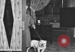 Standbild Schönheitsbehandlungen für Hunde Portland Oregon USA, 1931, aus Sekunde 12 historischem Filmmaterial Videoclip 65675070930