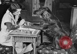 Standbild Schönheitsbehandlungen für Hunde Portland Oregon USA, 1931, aus Sekunde 21 historischem Filmmaterial Videoclip 65675070930