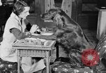 Standbild Schönheitsbehandlungen für Hunde Portland Oregon USA, 1931, aus Sekunde 25 historischem Filmmaterial Videoclip 65675070930