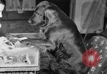 Standbild Schönheitsbehandlungen für Hunde Portland Oregon USA, 1931, aus Sekunde 26 historischem Filmmaterial Videoclip 65675070930