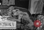 Standbild Schönheitsbehandlungen für Hunde Portland Oregon USA, 1931, aus Sekunde 27 historischem Filmmaterial Videoclip 65675070930