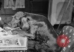 Standbild Schönheitsbehandlungen für Hunde Portland Oregon USA, 1931, aus Sekunde 28 historischem Filmmaterial Videoclip 65675070930