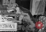 Standbild Schönheitsbehandlungen für Hunde Portland Oregon USA, 1931, aus Sekunde 29 historischem Filmmaterial Videoclip 65675070930