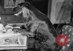 Standbild Schönheitsbehandlungen für Hunde Portland Oregon USA, 1931, aus Sekunde 30 historischem Filmmaterial Videoclip 65675070930