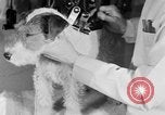 Standbild Schönheitsbehandlungen für Hunde Portland Oregon USA, 1931, aus Sekunde 47 historischem Filmmaterial Videoclip 65675070930