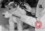 Standbild Schönheitsbehandlungen für Hunde Portland Oregon USA, 1931, aus Sekunde 48 historischem Filmmaterial Videoclip 65675070930