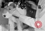 Standbild Schönheitsbehandlungen für Hunde Portland Oregon USA, 1931, aus Sekunde 49 historischem Filmmaterial Videoclip 65675070930