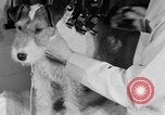 Standbild Schönheitsbehandlungen für Hunde Portland Oregon USA, 1931, aus Sekunde 50 historischem Filmmaterial Videoclip 65675070930