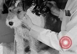 Standbild Schönheitsbehandlungen für Hunde Portland Oregon USA, 1931, aus Sekunde 51 historischem Filmmaterial Videoclip 65675070930