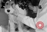 Standbild Schönheitsbehandlungen für Hunde Portland Oregon USA, 1931, aus Sekunde 52 historischem Filmmaterial Videoclip 65675070930