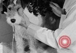 Standbild Schönheitsbehandlungen für Hunde Portland Oregon USA, 1931, aus Sekunde 53 historischem Filmmaterial Videoclip 65675070930