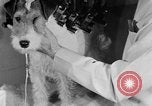 Standbild Schönheitsbehandlungen für Hunde Portland Oregon USA, 1931, aus Sekunde 54 historischem Filmmaterial Videoclip 65675070930