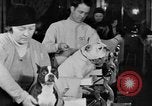 Standbild Schönheitsbehandlungen für Hunde Portland Oregon USA, 1931, aus Sekunde 55 historischem Filmmaterial Videoclip 65675070930