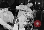Standbild Schönheitsbehandlungen für Hunde Portland Oregon USA, 1931, aus Sekunde 56 historischem Filmmaterial Videoclip 65675070930