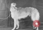 Standbild Golden Gate Kennel Club dog show San Francisco California USA, 1932, aus Sekunde 9 historischem Filmmaterial Videoclip 65675070937