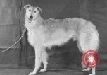 Standbild Golden Gate Kennel Club dog show San Francisco California USA, 1932, aus Sekunde 10 historischem Filmmaterial Videoclip 65675070937