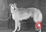 Standbild Golden Gate Kennel Club dog show San Francisco California USA, 1932, aus Sekunde 13 historischem Filmmaterial Videoclip 65675070937
