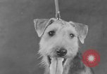 Standbild Golden Gate Kennel Club dog show San Francisco California USA, 1932, aus Sekunde 15 historischem Filmmaterial Videoclip 65675070937