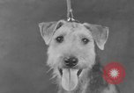 Standbild Golden Gate Kennel Club dog show San Francisco California USA, 1932, aus Sekunde 16 historischem Filmmaterial Videoclip 65675070937