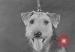 Standbild Golden Gate Kennel Club dog show San Francisco California USA, 1932, aus Sekunde 17 historischem Filmmaterial Videoclip 65675070937