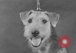 Standbild Golden Gate Kennel Club dog show San Francisco California USA, 1932, aus Sekunde 18 historischem Filmmaterial Videoclip 65675070937