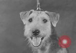 Standbild Golden Gate Kennel Club dog show San Francisco California USA, 1932, aus Sekunde 19 historischem Filmmaterial Videoclip 65675070937