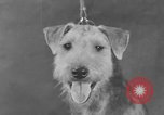 Standbild Golden Gate Kennel Club dog show San Francisco California USA, 1932, aus Sekunde 20 historischem Filmmaterial Videoclip 65675070937