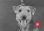 Standbild Golden Gate Kennel Club dog show San Francisco California USA, 1932, aus Sekunde 21 historischem Filmmaterial Videoclip 65675070937