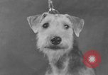 Standbild Golden Gate Kennel Club dog show San Francisco California USA, 1932, aus Sekunde 22 historischem Filmmaterial Videoclip 65675070937