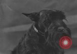 Standbild Golden Gate Kennel Club dog show San Francisco California USA, 1932, aus Sekunde 23 historischem Filmmaterial Videoclip 65675070937