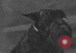 Standbild Golden Gate Kennel Club dog show San Francisco California USA, 1932, aus Sekunde 24 historischem Filmmaterial Videoclip 65675070937