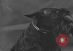 Standbild Golden Gate Kennel Club dog show San Francisco California USA, 1932, aus Sekunde 25 historischem Filmmaterial Videoclip 65675070937
