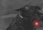 Standbild Golden Gate Kennel Club dog show San Francisco California USA, 1932, aus Sekunde 26 historischem Filmmaterial Videoclip 65675070937