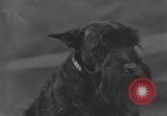 Standbild Golden Gate Kennel Club dog show San Francisco California USA, 1932, aus Sekunde 27 historischem Filmmaterial Videoclip 65675070937