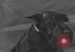 Standbild Golden Gate Kennel Club dog show San Francisco California USA, 1932, aus Sekunde 28 historischem Filmmaterial Videoclip 65675070937