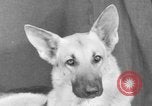 Standbild Golden Gate Kennel Club dog show San Francisco California USA, 1932, aus Sekunde 29 historischem Filmmaterial Videoclip 65675070937