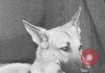 Standbild Golden Gate Kennel Club dog show San Francisco California USA, 1932, aus Sekunde 30 historischem Filmmaterial Videoclip 65675070937