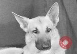 Standbild Golden Gate Kennel Club dog show San Francisco California USA, 1932, aus Sekunde 31 historischem Filmmaterial Videoclip 65675070937